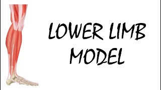 Muscle Model of Lower Limb [upl. by Jae502]