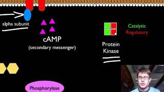 Signal Transduction Pathways [upl. by Aggy]