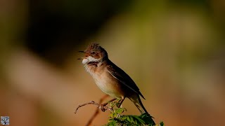 Common whitethroat song Tornsanger Серая славка песня Fauvette grisette chant Dorngrasmücke Grasmus [upl. by Lihka]