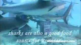 Bond Between Sharks and Remoras 1 [upl. by Lehsar]