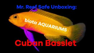 Mr Reef Safe  Unboxing Biota Aquariums Cuban Basslet [upl. by Carlton]