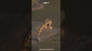 Amphibious Fish  Mudskipper animals nature animal [upl. by Nilam]