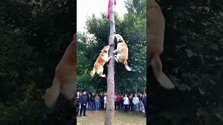 The dogs of this breed also have to compare their treeclimbing skills Magical Animals on Douyin [upl. by Alleinnad]