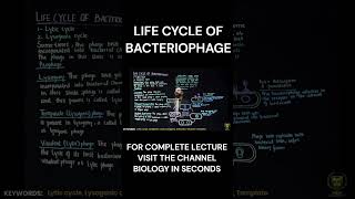 Life cycle of Bacteriophage biology mdcat neet [upl. by Nolyarg]