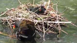 Moorhen Chicks [upl. by Delbert659]