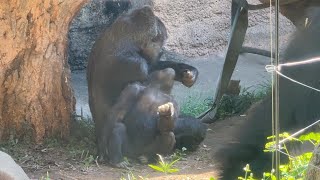 gorlla トトに甘えるスモモ【2024年‎10月22日】【上野動物園】ゴリラ💗 Sumomo spoiling Toto [upl. by Jacklin]