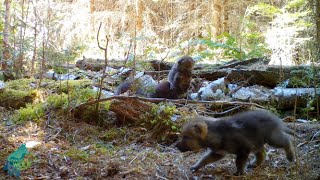 A brief history of a newlyformed wolf pack in Northern Minnesota [upl. by Yelda]