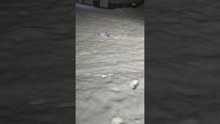 skeeride rc snowmobile first snow ride [upl. by Nerehs911]