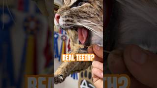 Are they the real teeth taxidermy bobcat cat animals [upl. by Hamilton]