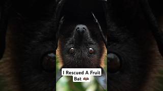 I Rescued Fruit Bat 🦇👀trending shorts animalrescue bats ytshorts birds yt petsvlog pets [upl. by Pattison]