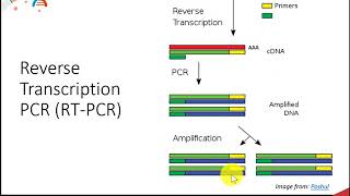 CH450 Chapter 513 DNA Synthesis Techniques [upl. by Llesram]