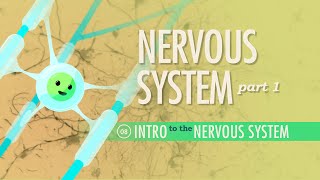 The Nervous System Part 1 Crash Course Anatomy amp Physiology 8 [upl. by Lucais852]