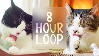 🎧 ASMR Cats Grooming 87 8 hour loop [upl. by Purington]