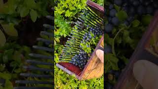 Blueberry picking harvesting berryfarm wildberries bilberry blueberries [upl. by Kemeny984]