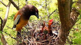 Rufous treepie bird is very smart bird AnimalsandBirds107 [upl. by Webster]