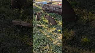 Playful Bobcats Prince and Tony Bobcat cat catvideo Cats Catvideos shortsvideo shortsfeed [upl. by Arlen479]