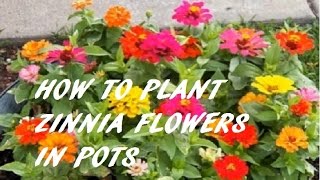 Zinnias How to Plant Grow and Care for Zinnia Flowers IIHOW TO PLANT ZINNIA FLOWERS IN POTS II [upl. by Veejar]