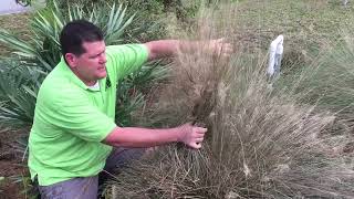 Muhly Grass Maintenance [upl. by Zuliram322]