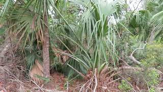 Ferns Pine Trees amp Cabbage Palm Trees in Sea Pines Forest Preserve Hilton Head Island SC [upl. by Yenahc]