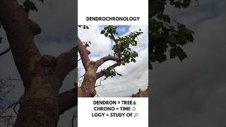 Dendrochronology  Tree Ring Dating [upl. by Cooke]