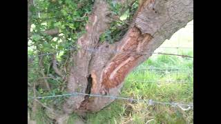 Hands on Hedges Laying amp Coppicing of Hedgerows [upl. by Imelda]