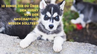 10 Dinge die du über den Husky vor der Anschaffung wissen solltest [upl. by Garin163]