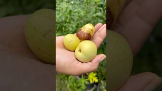 Jujubes Chinese Date Bor Jujube Jujuba Indian Berry Apple Kashmiri [upl. by Schnorr]