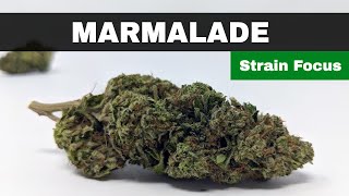 Strain Focus Marmalade a strain history [upl. by Ahseenat]