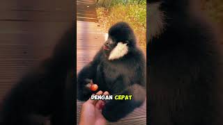 Siamang sangat bahagia mendapat anggur feedshorts faktaunik videoviral [upl. by Giannini]