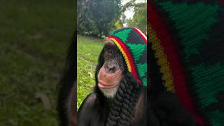 Happy Caribbean Rasta Monkey hahahaha banana monkey shorts funny interesting [upl. by Nashom954]