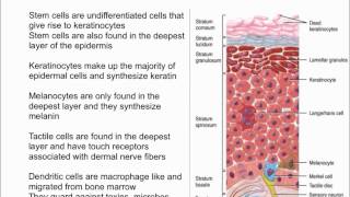 Cells of the Epidermis [upl. by Reginald]