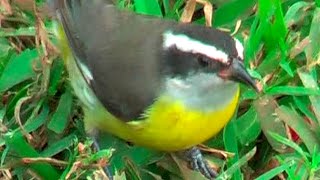 ① Bananaquit Coereba flaveola Platanero Mielero Zuckervogel [upl. by Poock]