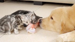 Golden Retriever Refuses To Share His Favorite Bone With Anyone But Kittens [upl. by Giustino]