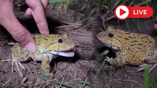 wep wep catch frogs make you laugh [upl. by Yvor155]