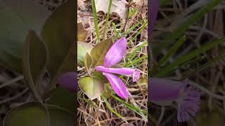 Birds on the wing or Polygala Polygaloides signs of many things [upl. by Yulma131]