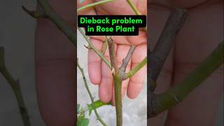 Dieback problem in rose plant dieback gardeningtipsdieses gardeningadvice [upl. by Semadar479]