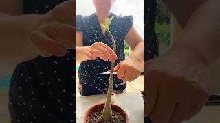 desert rose grafting  Easiest Grafting Method On Adenium grafting shorts youtubeshorts adenium [upl. by Cooperman110]