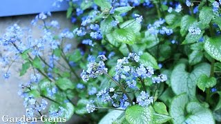 Siberian bugloss Brunnera macrophylla [upl. by Rafaellle]