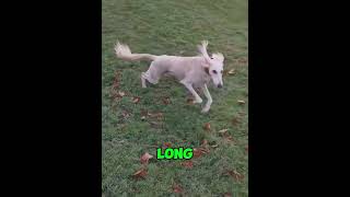 Fastest Dog Breeds shorts dogs animals [upl. by Naesal]