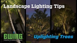 Landscape Lighting Tips  Uplighting Trees [upl. by Aray353]