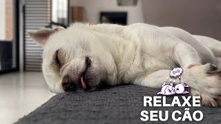 Música relaxante para ajudar seu filhote a se acalmar e dormir 💤 [upl. by Ydassac]