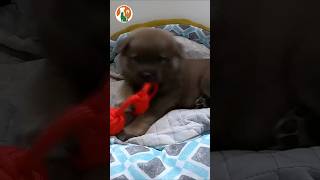 Brought the stray puppy home to care for it pets doglovers rescue [upl. by Lourie865]