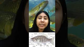 Osteichthyes  Characteristics amp Examples  Pisces Classification  Biology  Class11  Adhyayanta [upl. by Suhsoj]