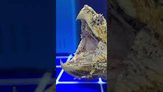 Did You Know about the Alligator Snapping Turtles wormlike appendage on its tongue [upl. by Aloz593]