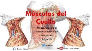 Anatomía  Músculos del Cuello Inserción Inervación Irrigación y Acción [upl. by Annodahs]