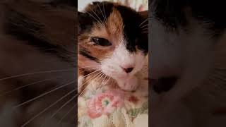 Sometimes Im Alone 🐈 cats animals lonely shortsvideo short [upl. by Esmerolda767]