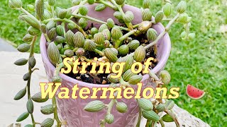 String of Watermelons Propagation Senecio  Curio Herreianus Succulent Propagation [upl. by Sammer]