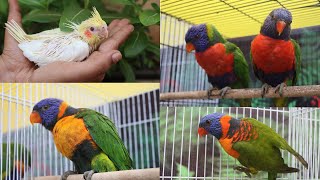 Red collar Lorikeet  Swainson Lorikeet  Adult Pairs Cockatiel Handfeeding chick [upl. by Epilef]