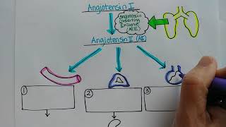 ReninAngiotensinAldosterone System [upl. by Eyr]