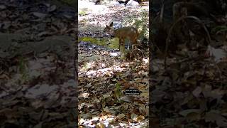 Los Venados viviendo su día sin preocupaciones 🌲🦌 faunasilvestre deer [upl. by Ermanno]